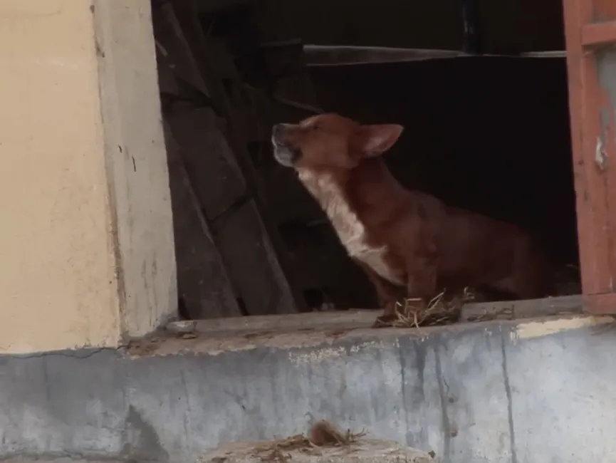 Orphan Dog Is Devastated When Separated From This 'mama' Cow Who ...