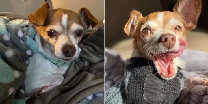 Oude Chihuahua zou worden ingeslapen maar hij dacht er zelf toch anders over 1