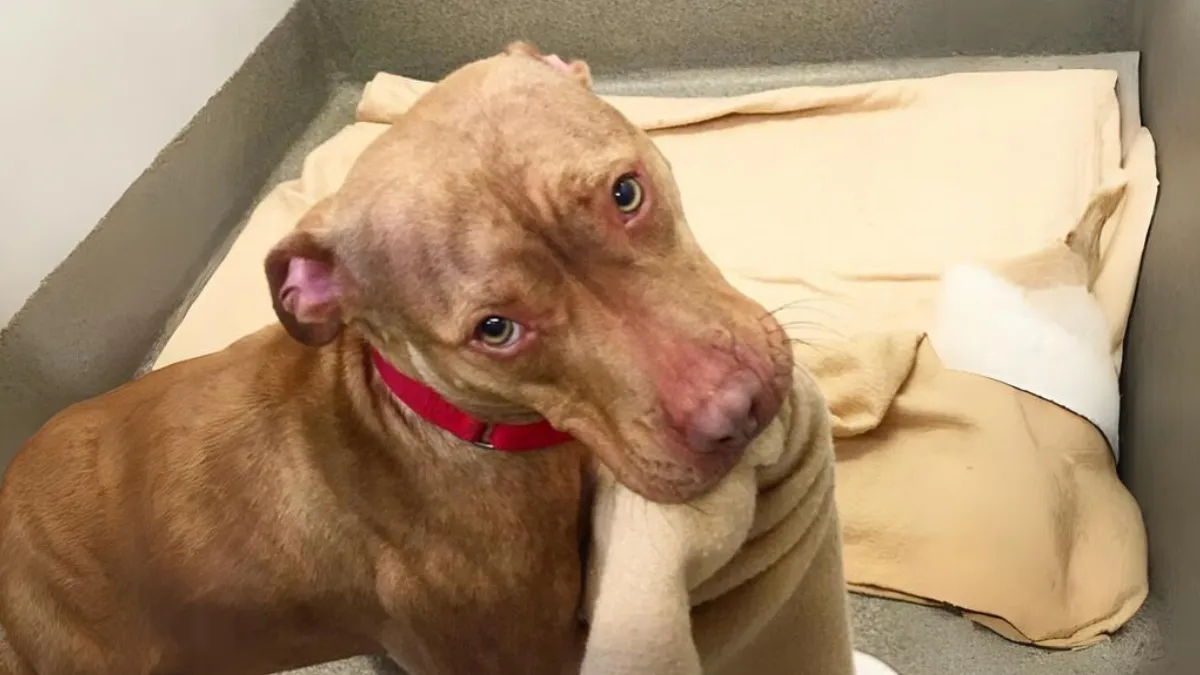 Pitbull Makes His Bed To Show He Is Worthy Of Adoption