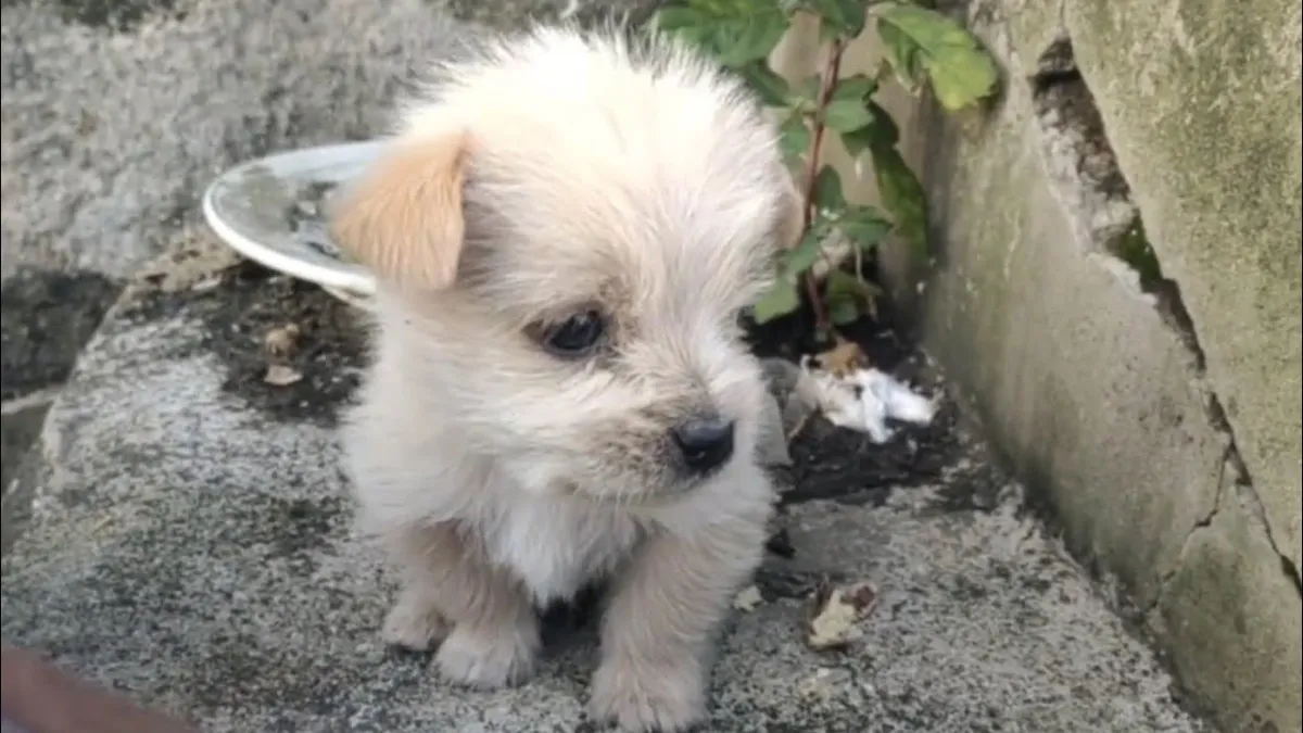 Poor Puppy Abandoned In The Cold Meets Man And Kisses His Hand 1