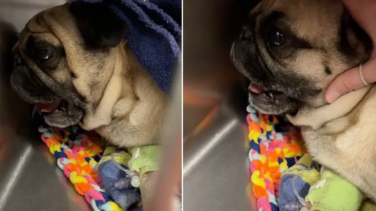 Pug wakes up after surgery and has very dramatic reaction 1a