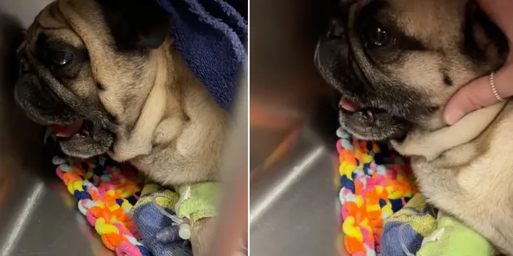 Pug wakes up after surgery and has very dramatic reaction 1a