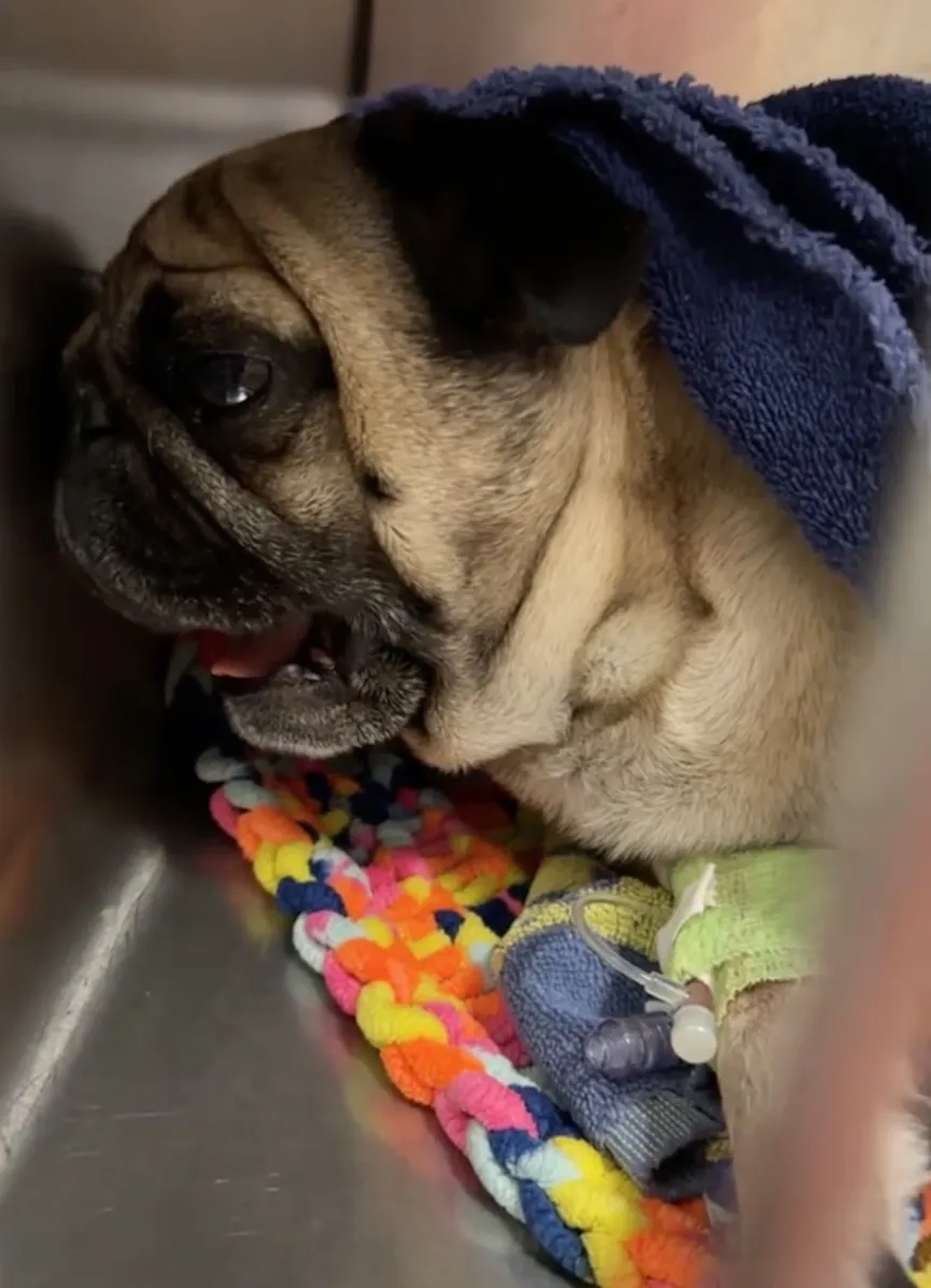 Pug Wakes Up After Surgery And Has Very Dramatic Reaction