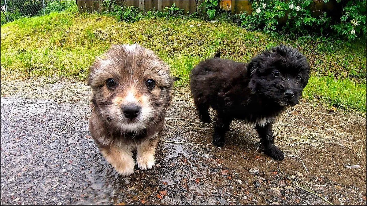 Puppies dumped during heavy storm and rescued in time 1