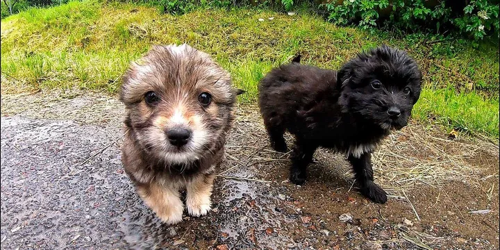 Puppies dumped during heavy storm and rescued in time 1