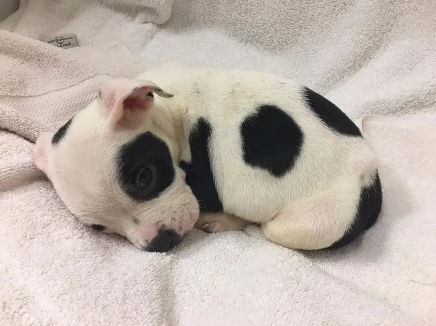 Puppy Abandoned In A Park Because He Is Different Finally Finds Owners Who Love Him As He Is 2