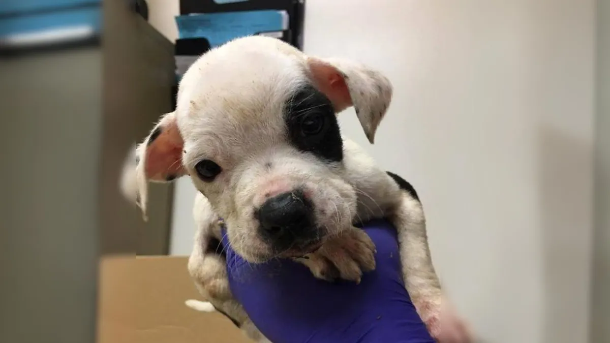 Puppy Abandoned In A Park Because He Is Different Finally Finds Owners ...