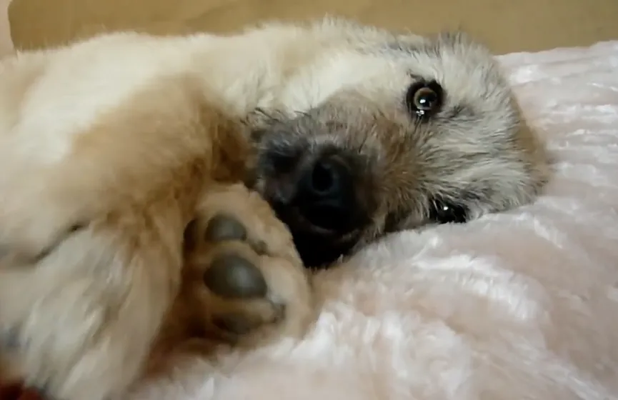 Puppy Abandoned On Busy Road Offers His Paw And Asks To Be Rescued 5