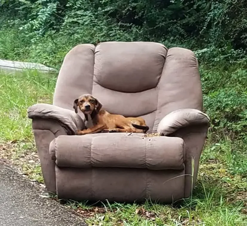 Puppy dumped with chair and TV waits for his owners not to return 2