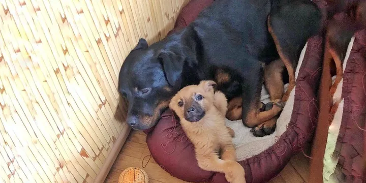 Rottweiler adopts stray puppy and makes his life happy 1