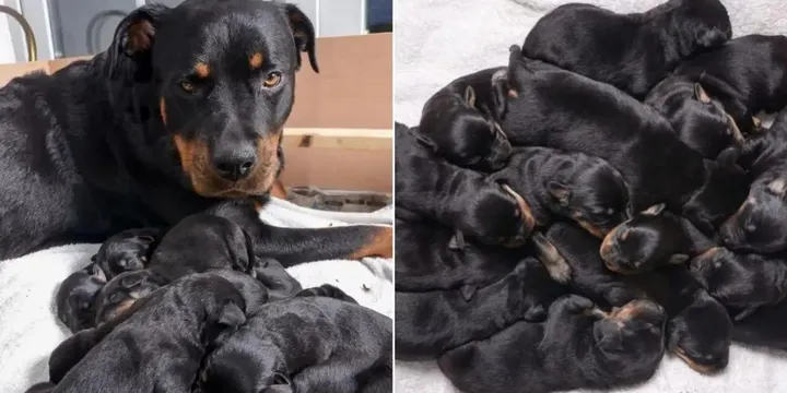 Rottweiler werpt één van de grootste nesten ooit 1