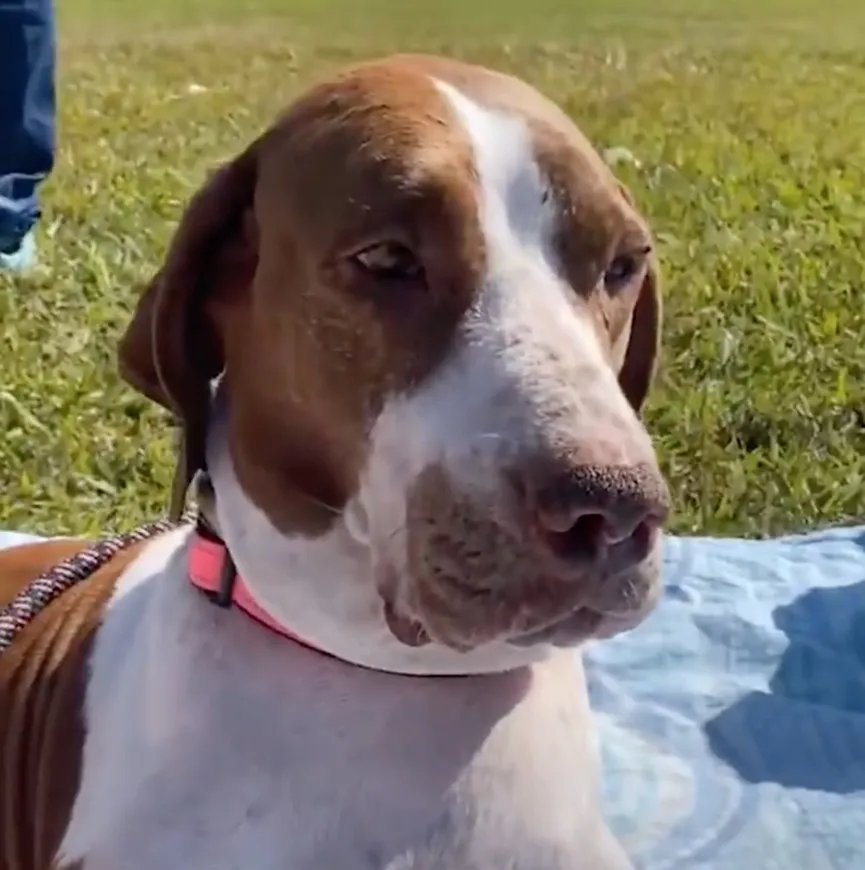 Sad And Starving Dog Feels Betrayed When Left By The Side Of The Road 8