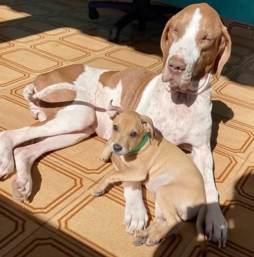 Sad And Starving Dog Feels Betrayed When Left By The Side Of The Road 7