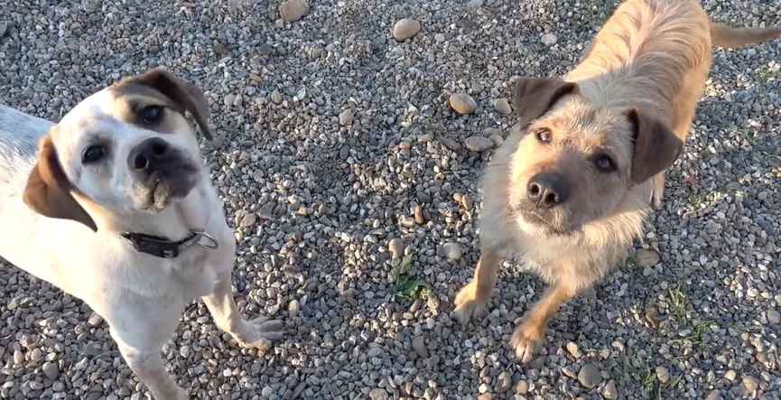 Sad and hopeless dog smiles again after being rescued 4