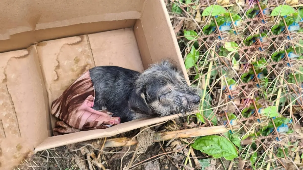 Schattige puppy gevonden in een doos krijgt een tweede kans 1