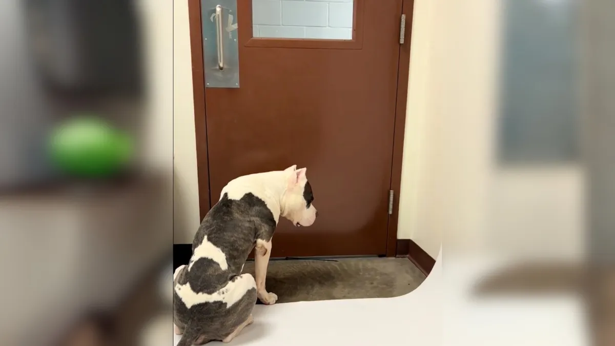 Shelter Dog Waits By The Door, Hoping Someone Will Rescue Him Before It ...