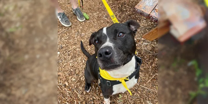 Shelter dog waited 500 days to be adopted, but was returned after a week 1