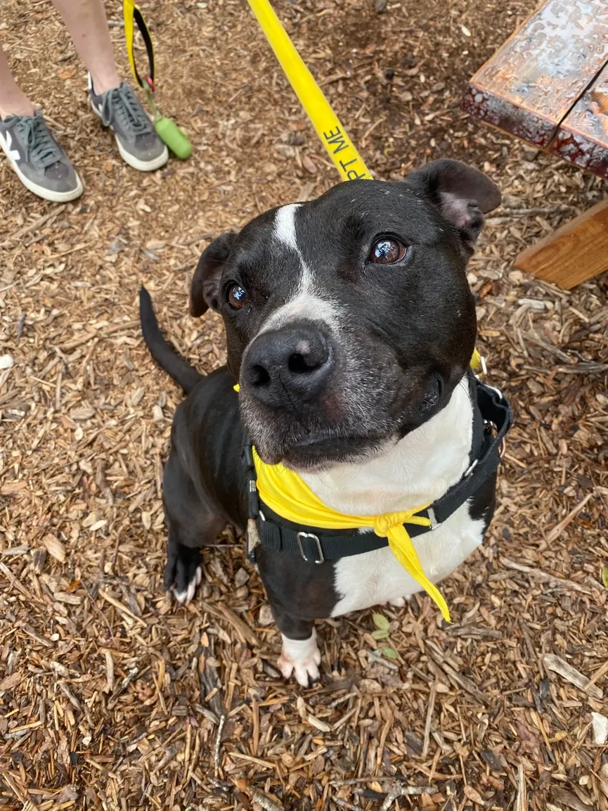 Shelter dog waited 500 days to be adopted, but was returned after a week 2