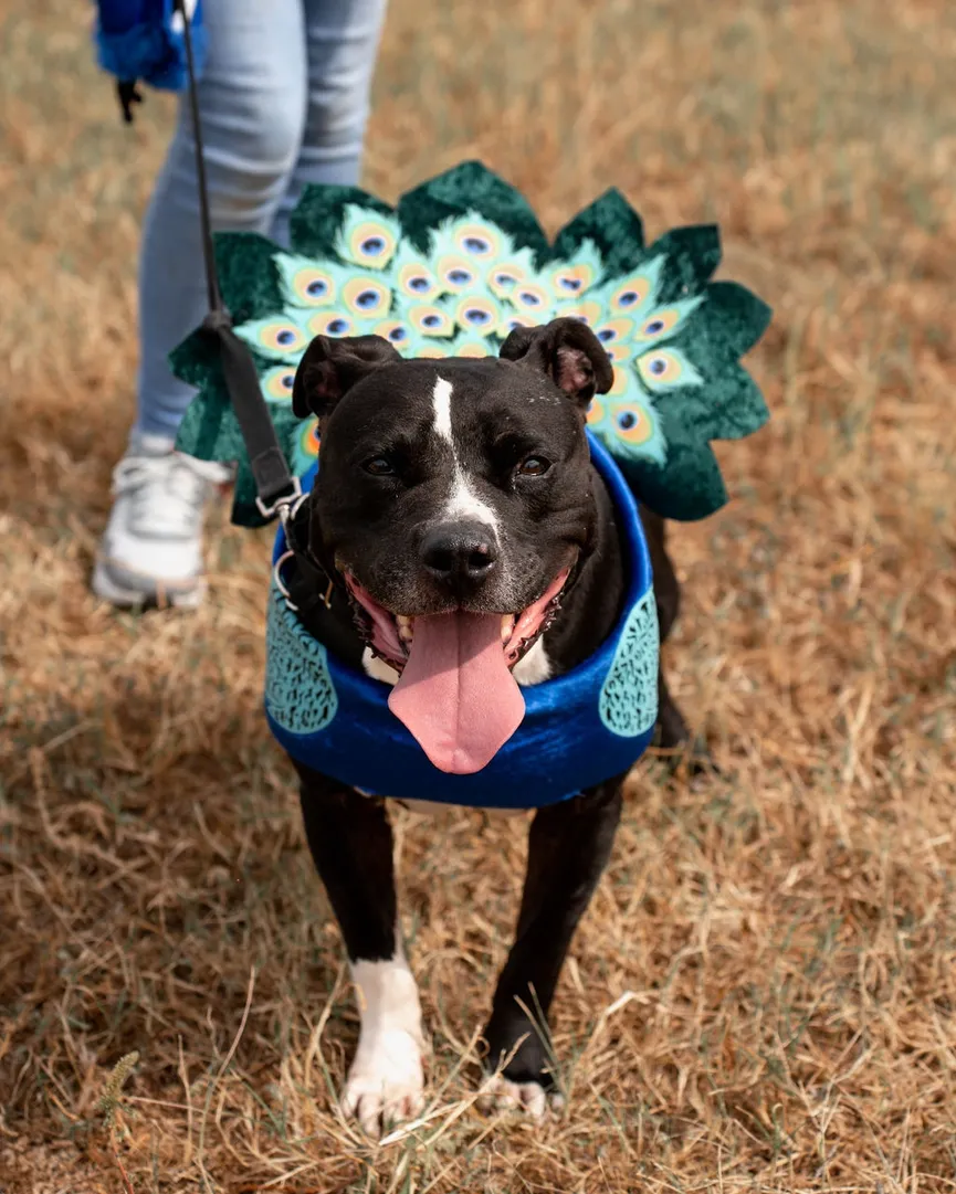 Shelter dog waited 500 days to be adopted, but was returned after a week 3