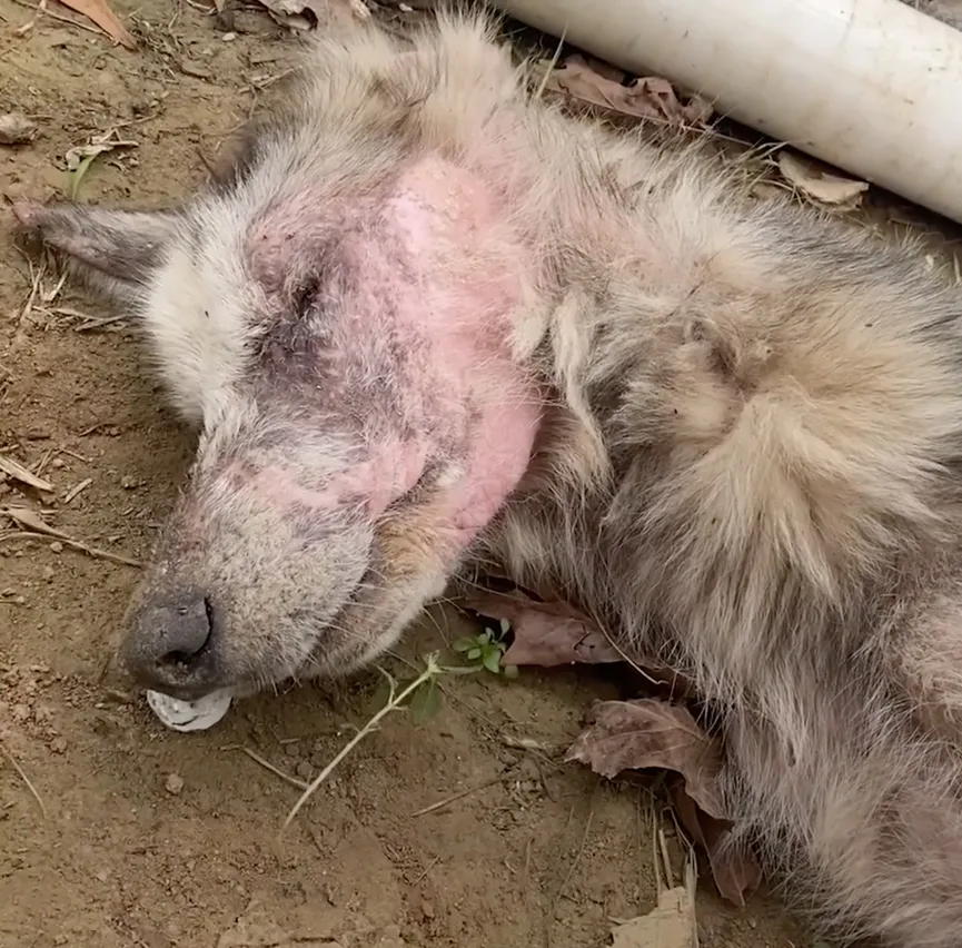 Starving Husky almost gives up but then a miracle happens 2