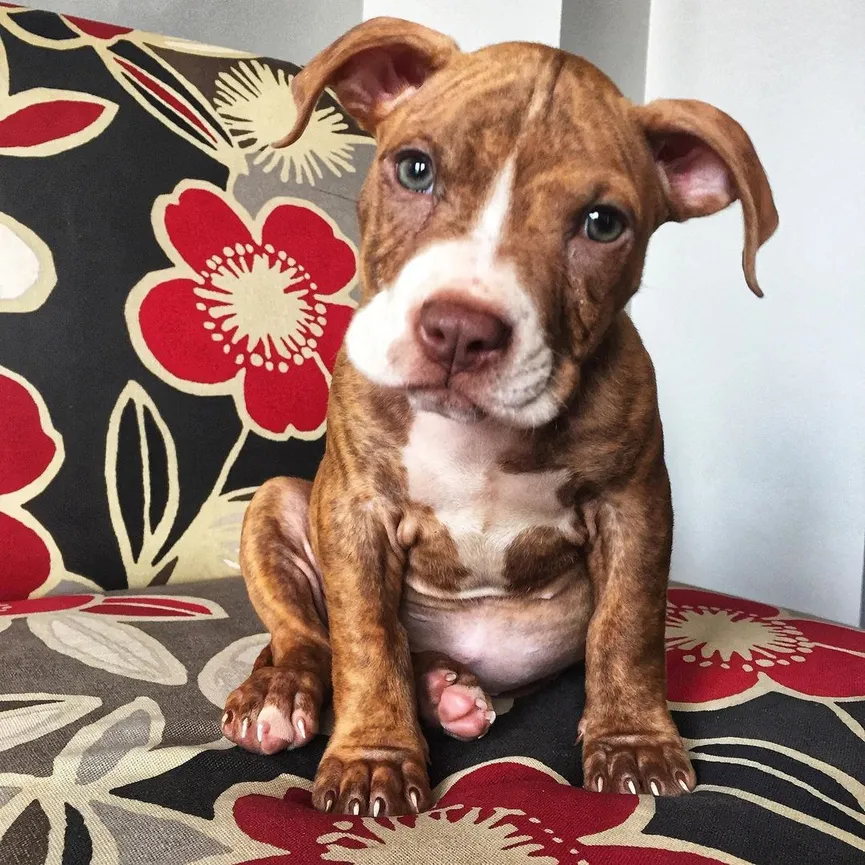 Starving Puppy Who Had Days To Live Turns Out To Be A Very Sweet Dog