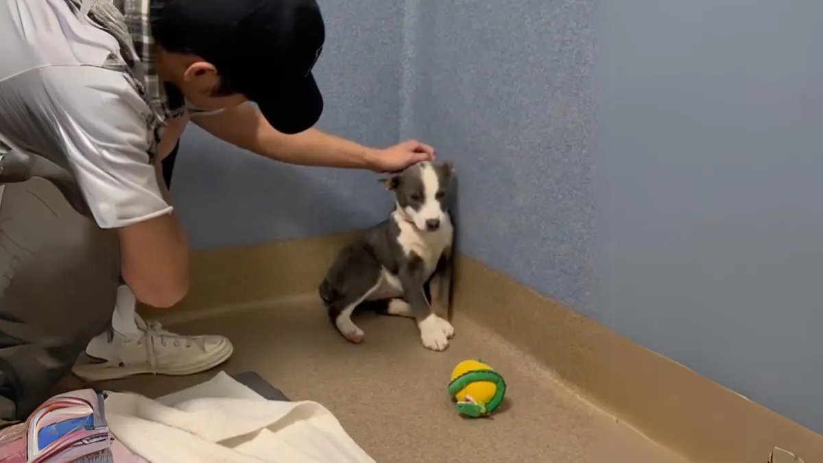 Stray Dog Who Couldn't Look Her Rescuers In The Eye Experiences Love ...