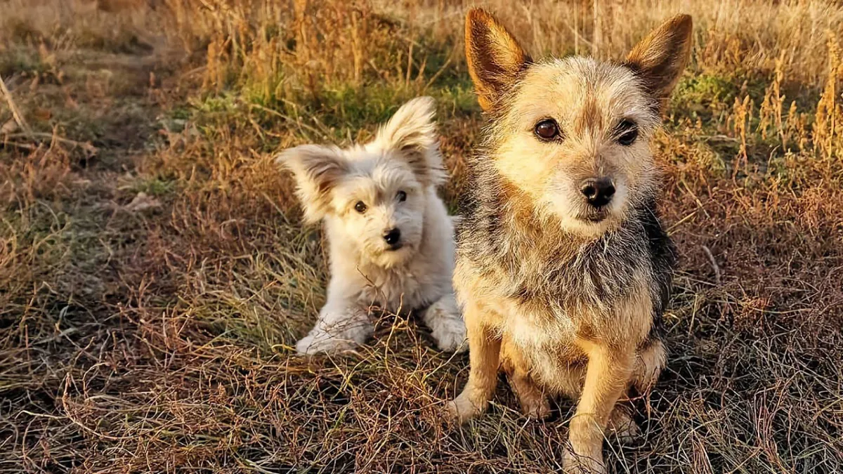 Stray puppy overwhelmed by emotions upon reuniting with lost mother 1