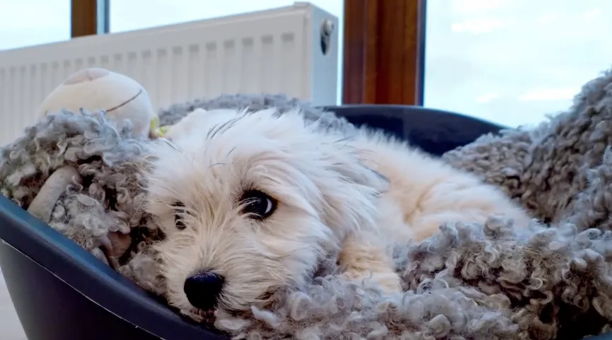 Stray puppy overwhelmed by emotions upon reuniting with lost mother 6