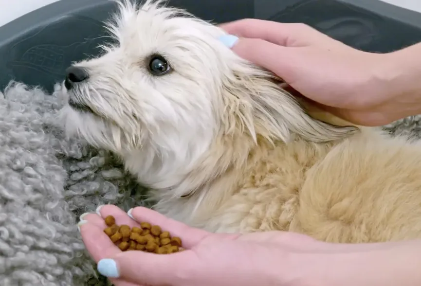 Stray puppy overwhelmed by emotions upon reuniting with lost mother 3