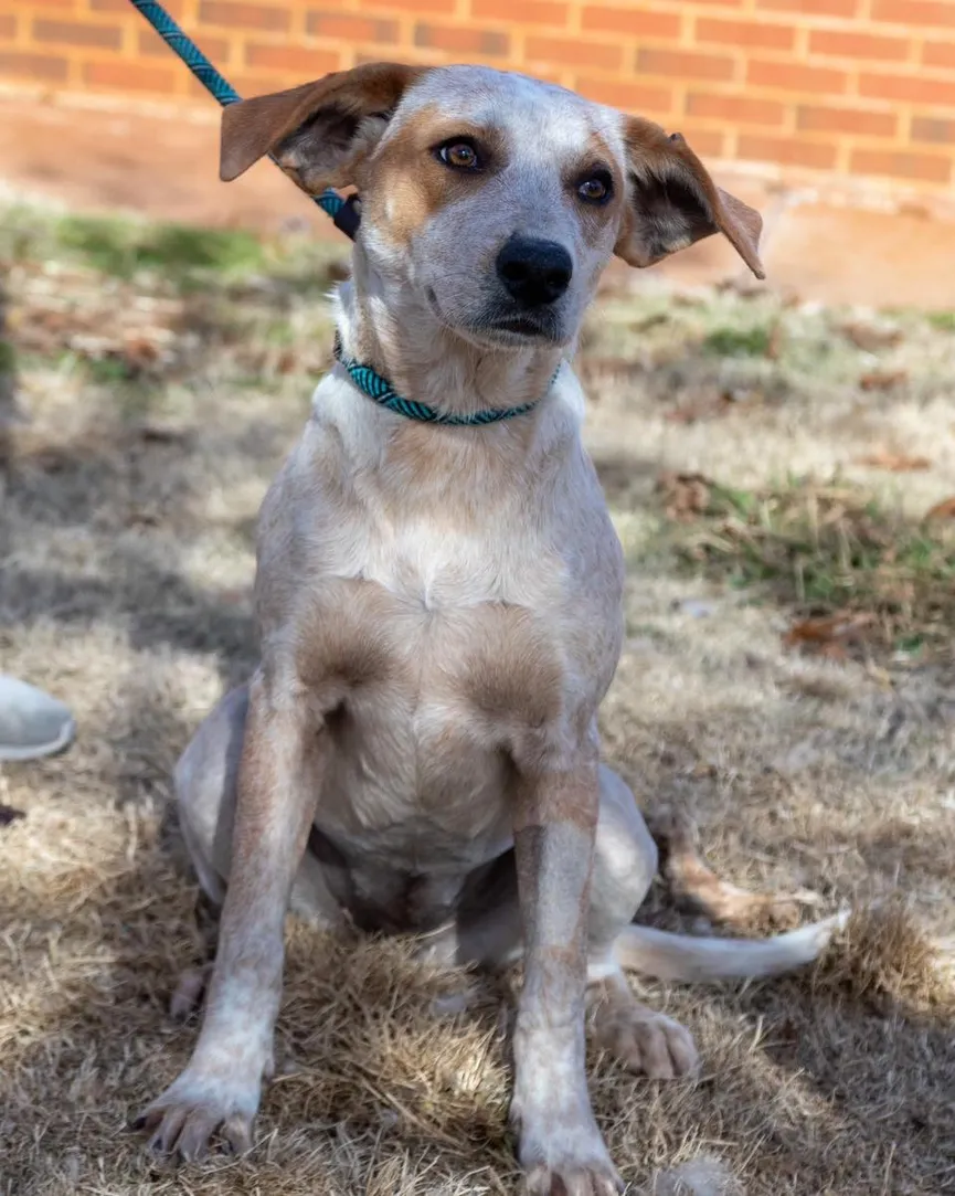 Street dog is devastated that her best friend is going to a new home without her 5