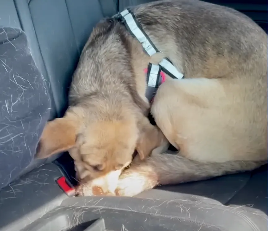 Sweet Dog Who Spent A Long Time In The Shelter Is Happy He Was Finally Adopted 4