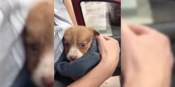 Sweet Puppy Dumped Near Busy Road Gets A New Chance When He Meets His Rescuers 1