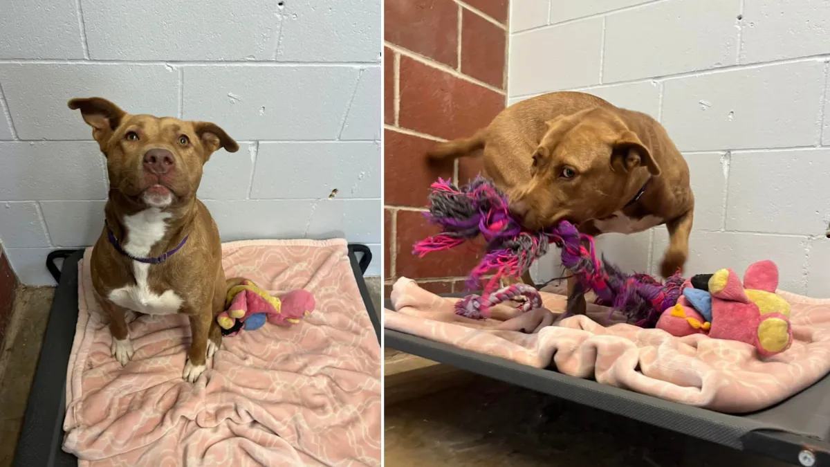 The only dog in the shelter that was not adopted plays with her 'imaginary friends' 1