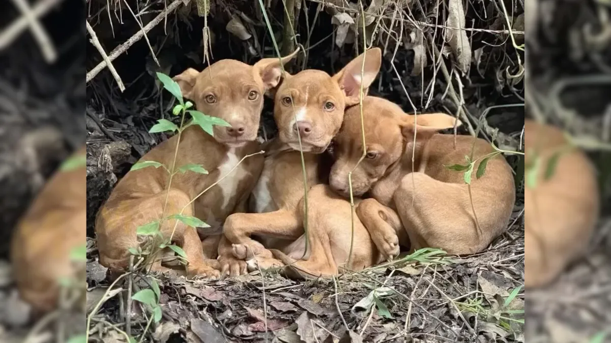 Three Puppies Abandoned In Forest Overjoyed When Someone Finally Comes ...