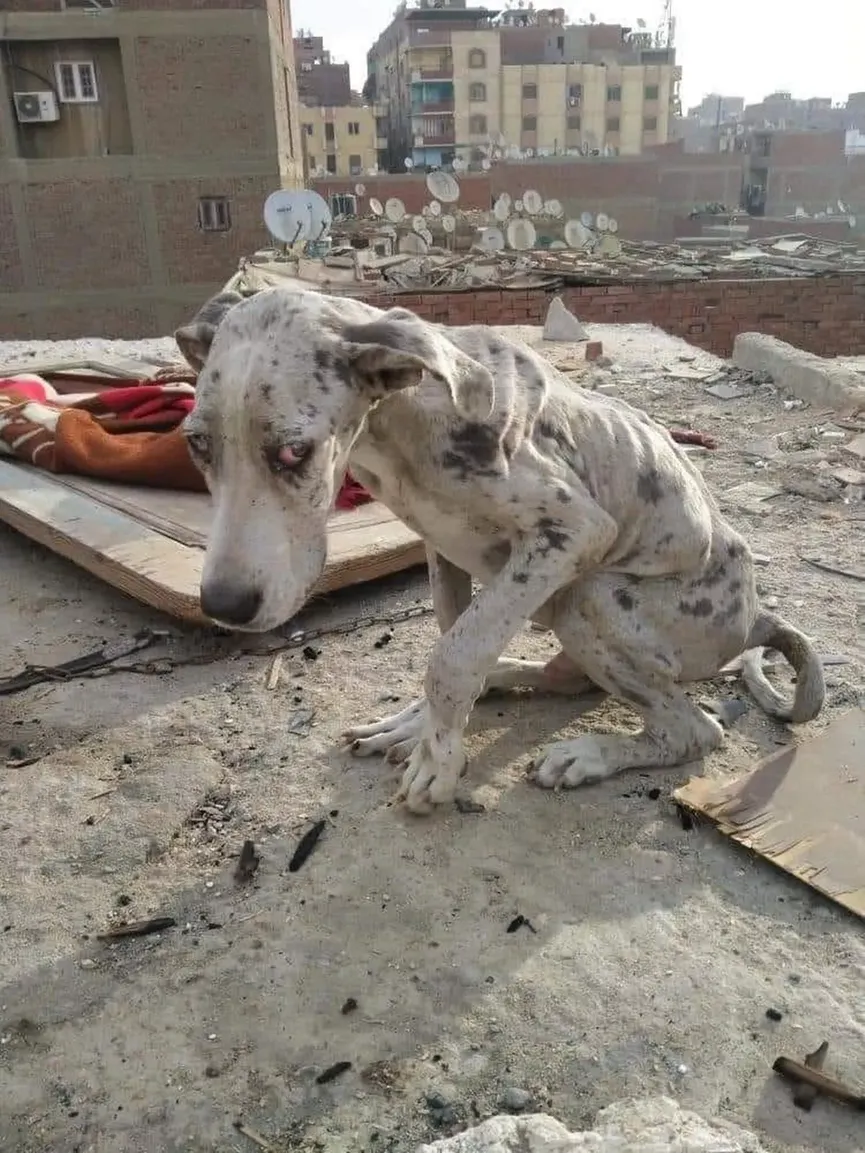 Starving Great Dane Ate Rocks To Survive Until Someone Came To The Rescue