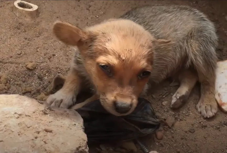 Uitgehongerde puppy geeft laatste stukje brood aan zijn redders 2