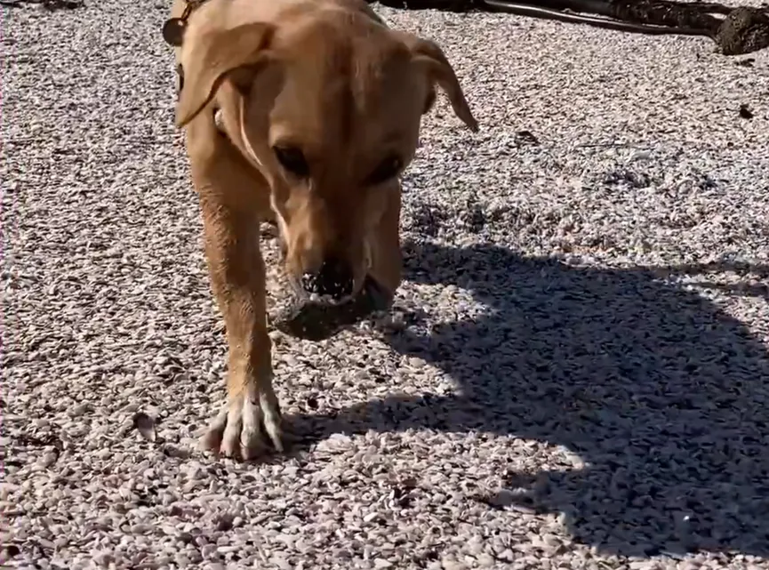 Uitgehongerde puppy geeft laatste stukje brood aan zijn redders 8