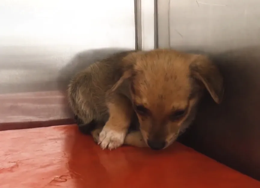 Uitgehongerde puppy geeft laatste stukje brood aan zijn redders 4