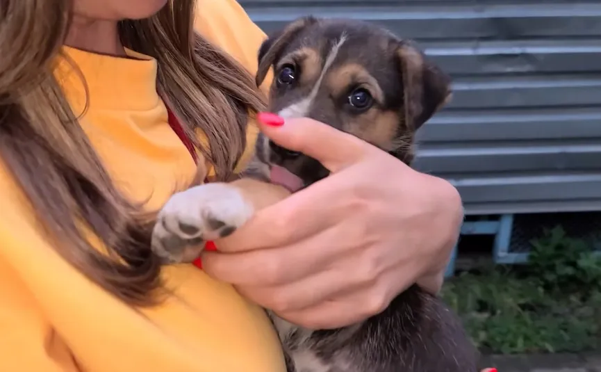 Verwaarloosd puppy die buiten werd vastgeketend krijgt een liefdevol thuis 3