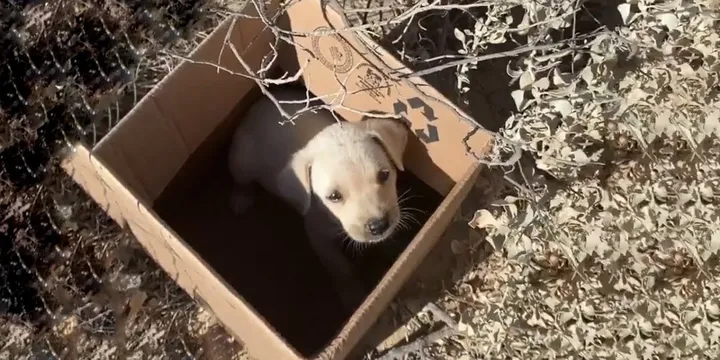 Volunteers find crying puppy separated from its mother and dumped on train tracks 1