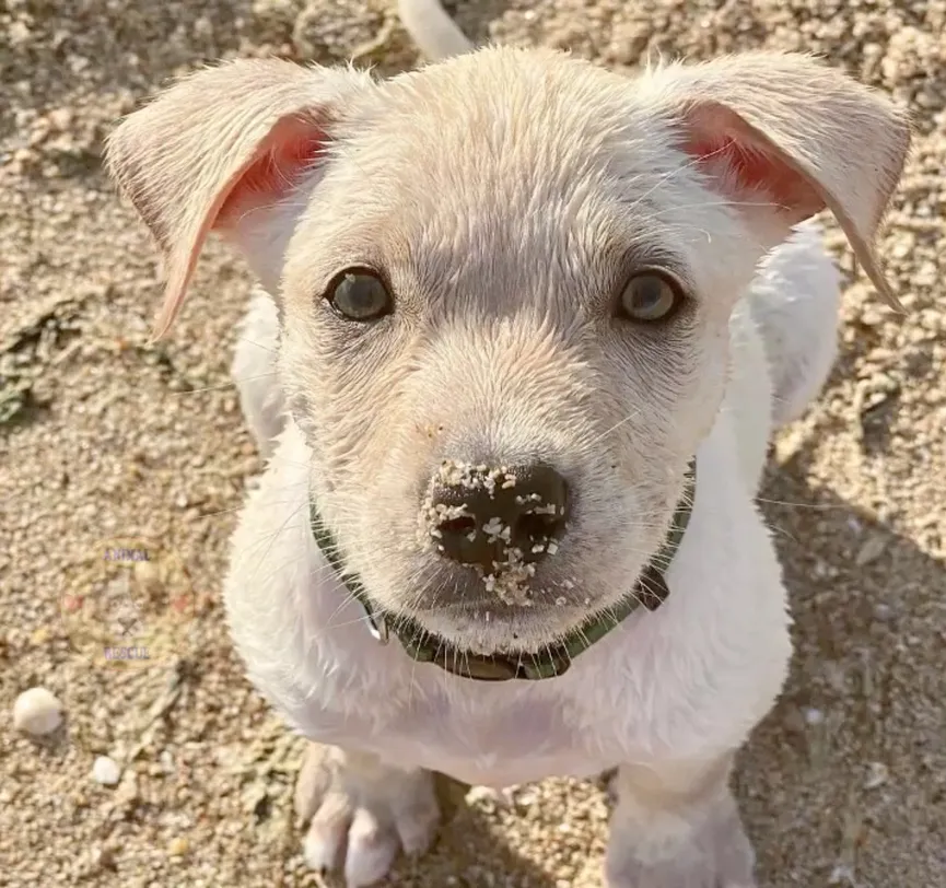 Volunteers find crying puppy separated from its mother and dumped on train tracks 3