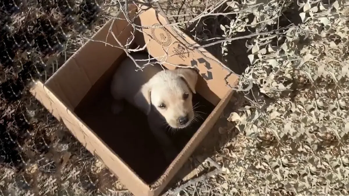 Volunteers Find Crying Puppy Separated From Its Mother And Dumped On