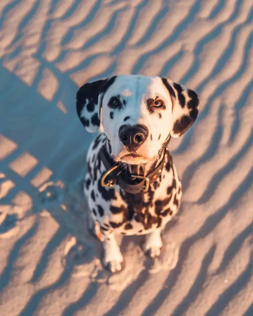 Wiley de Dalmatiër Draagt Zijn Hart op Zijn Neus 8