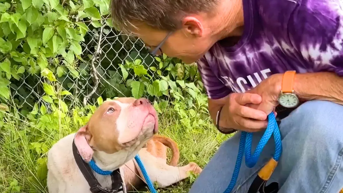 Woman Sees A Pit Bull Abandoned On The Side Of The Highway And Decides ...