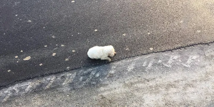 Woman finds defenseless newborn puppy abandoned on road 1a