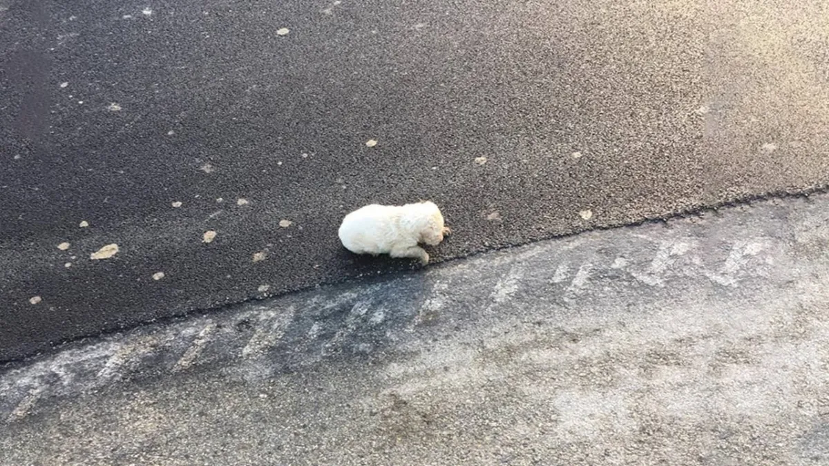 Woman Finds Newborn Puppy Abandoned In The Middle Of The Road