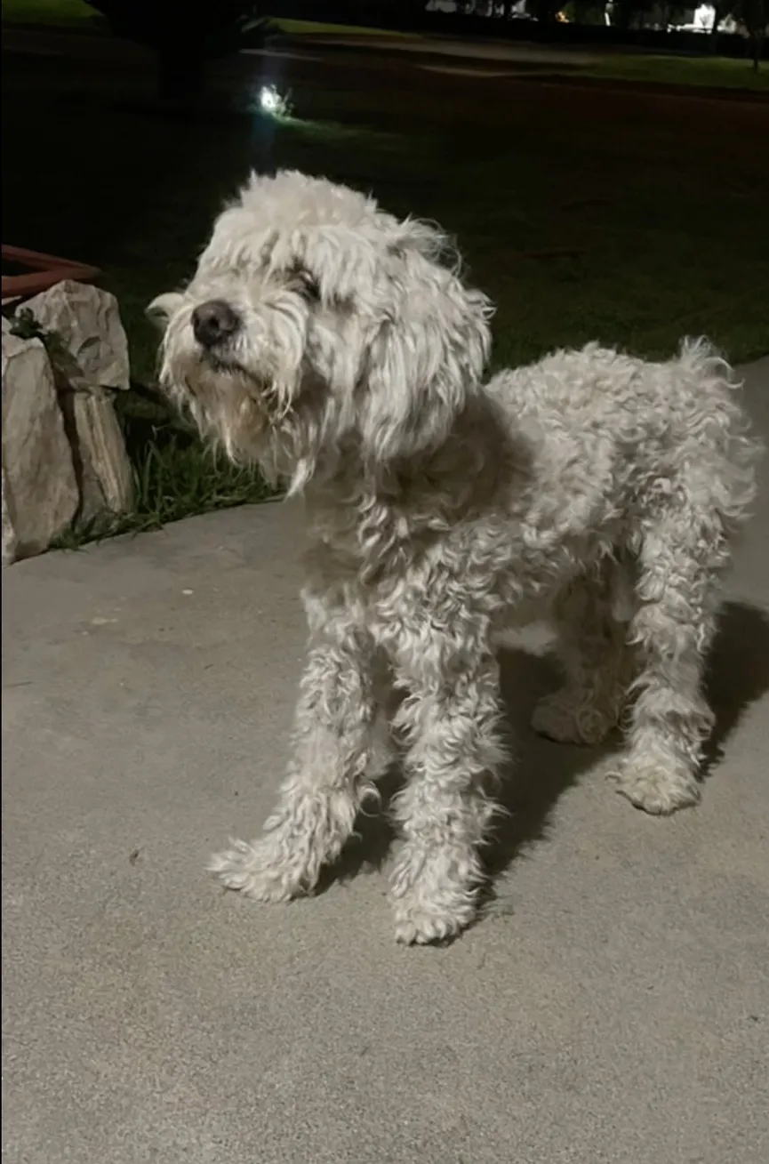 Zwerfhond vindt nieuw thuis nadat hij voor het huis van een gezin werd aangetroffen 3