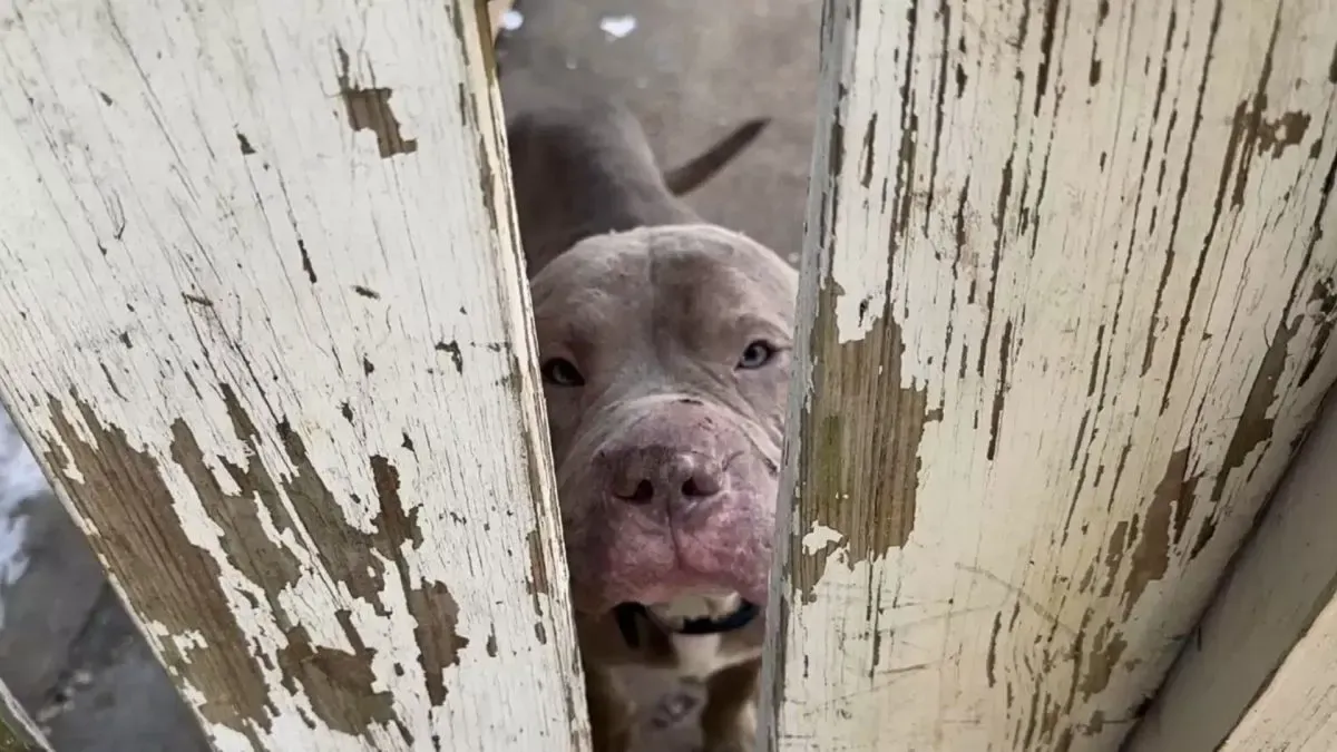 Zwerfhond volgt een man naar huis en krijgt een gelukkig einde 1