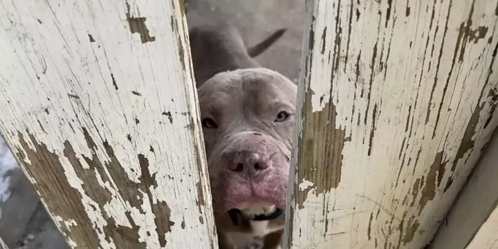 Zwerfhond volgt een man naar huis en krijgt een gelukkig einde 1