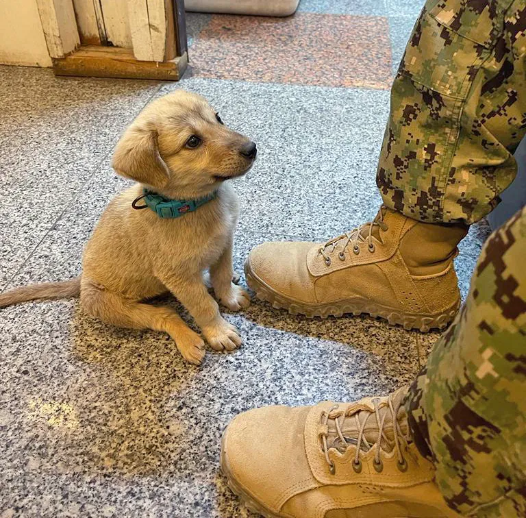 Zwerfpup loopt marinebasis binnen en krijgt het baasje waar hij altijd al naar verlangde 2